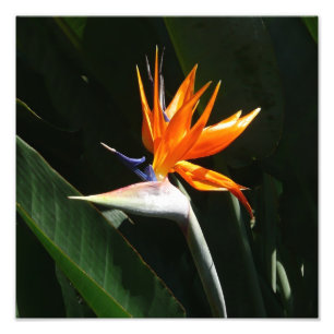 Bird of Paradise Orange Tropical Flower Photo Print
