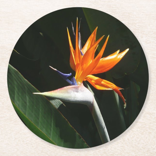 Bird of Paradise Orange Tropical Flower Round Paper Coaster (Front)