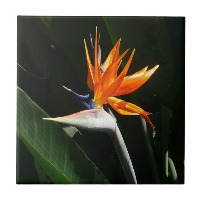 Bird of Paradise Orange Tropical Flower Tile (Front)