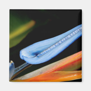 Bird of Paradise Photo Magnet