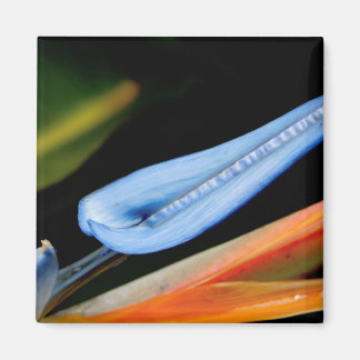 Bird of Paradise Photo Magnet