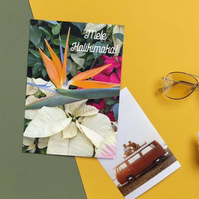 Bird of Paradise Plant and Poinsettias Hawaiian Holiday Card (In Situ)