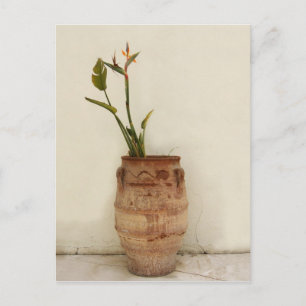 Bird of Paradise Plant Postcard