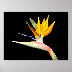 Bird of Paradise Plant Poster