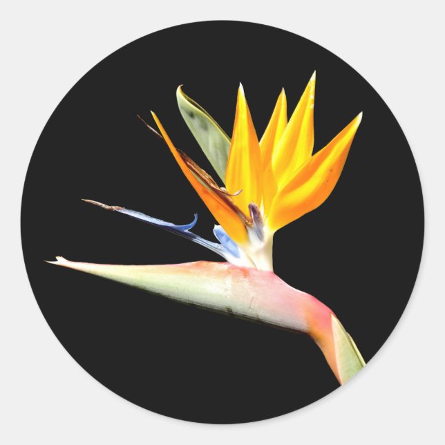 Bird of Paradise Plant Stickers (Front)