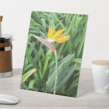 Bird of paradise plant (Strelitzia)