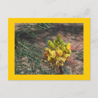 BIRD OF PARADISE POSTCARD