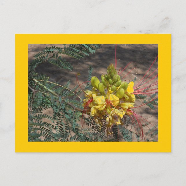 BIRD OF PARADISE POSTCARD (Front)