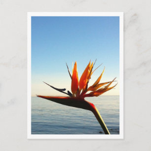 Bird of Paradise Postcard