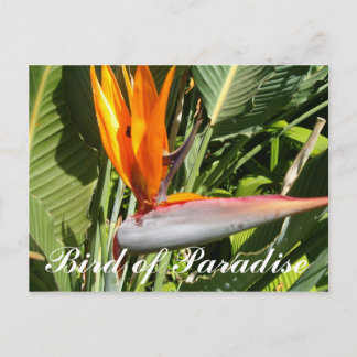 Bird of Paradise Postcard