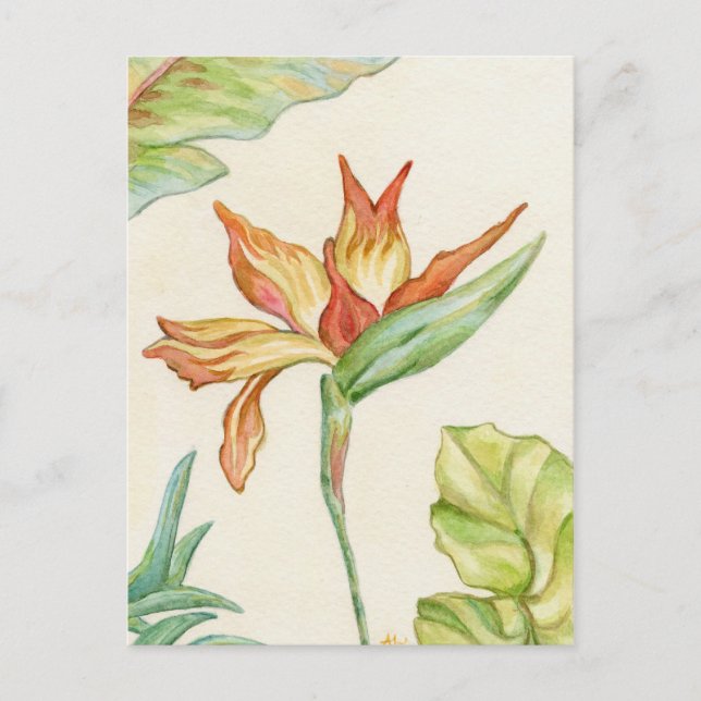 Bird of Paradise postcard (Front)