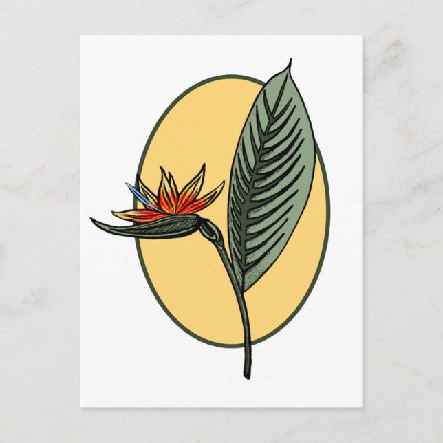 Bird of Paradise Postcard (Front)