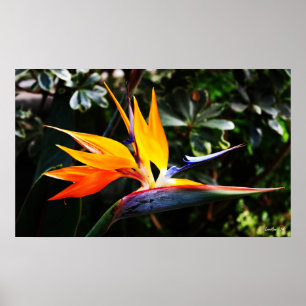 Bird of Paradise Poster