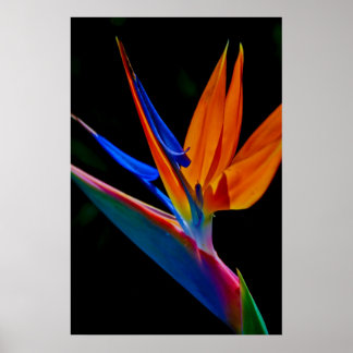 Bird of Paradise Poster