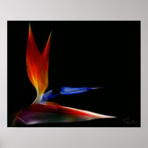 bird of paradise poster