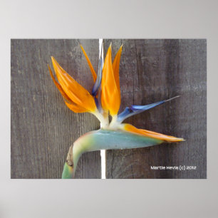 Bird of Paradise Poster