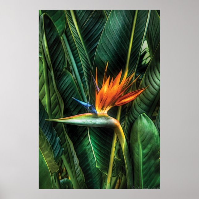Bird of paradise poster (Front)