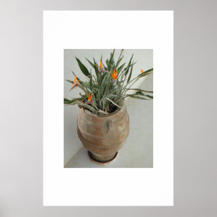 Bird of Paradise Poster