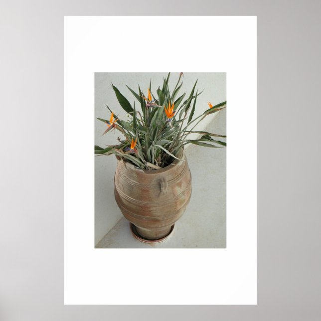 Bird of Paradise Poster (Front)