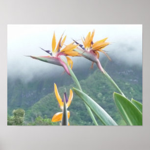 Bird of Paradise print