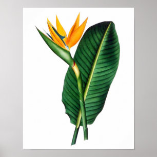 Bird of Paradise Print 1 Tropical Botanical poster