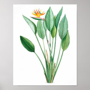 Bird-of-Paradise print #4 Tropical decor
