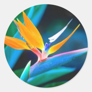 Bird of Paradise Sticker