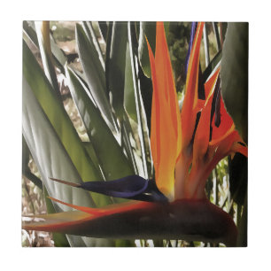 Bird of Paradise Strelitzia Reginae Acrylic Painti Ceramic Tile