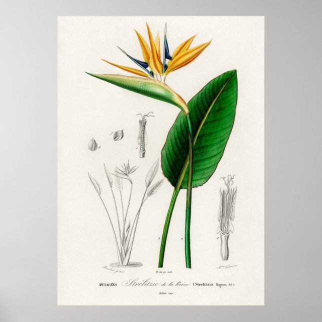 Bird of paradise (Strelitzia Reginae) Poster (Front)