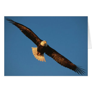 Bird of Prey, Bald Eagle in flight, Kachemak