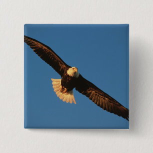 Bird of Prey, Bald Eagle in flight, Kachemak 15 Cm Square Badge