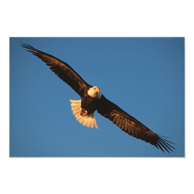 Bird of Prey, Bald Eagle in flight, Kachemak Photo Print (Front)