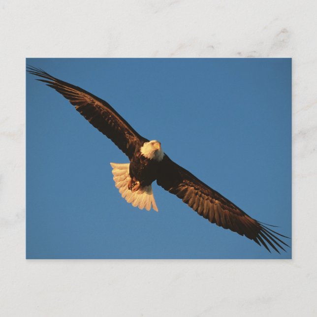 Bird of Prey, Bald Eagle in flight, Kachemak Postcard (Front)