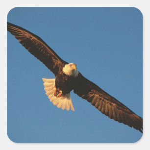 Bird of Prey, Bald Eagle in flight, Kachemak Square Sticker