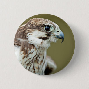 Bird of prey falcon close up 6 cm round badge