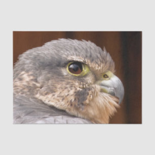 BIRD OF PREY FALCON TISSUE PAPER