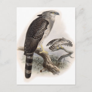 Bird of Prey Postcard