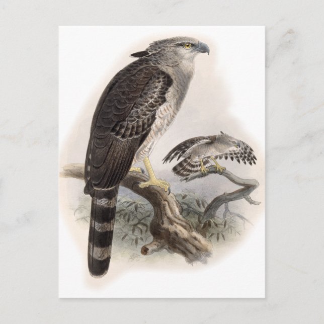 Bird of Prey Postcard (Front)
