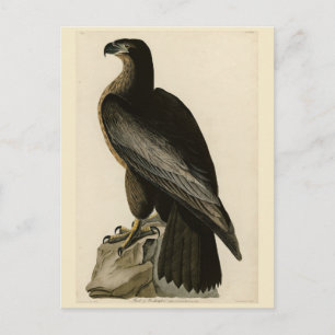 Bird of Washington from Audubon's Birds of America Postcard