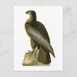 Bird of Washington John Audubon Birds of America Postcard