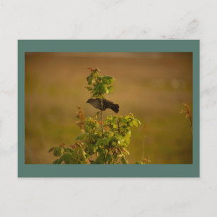 Bird on a Branch Postcard