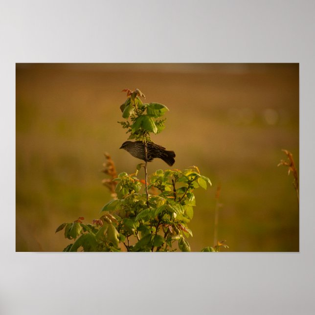 Bird on a Branch Poster (Front)