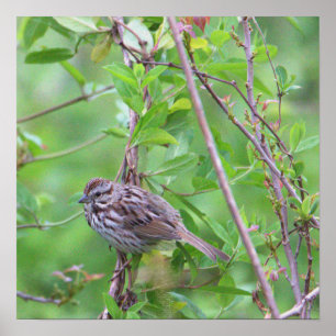 Bird on a Branch Poster