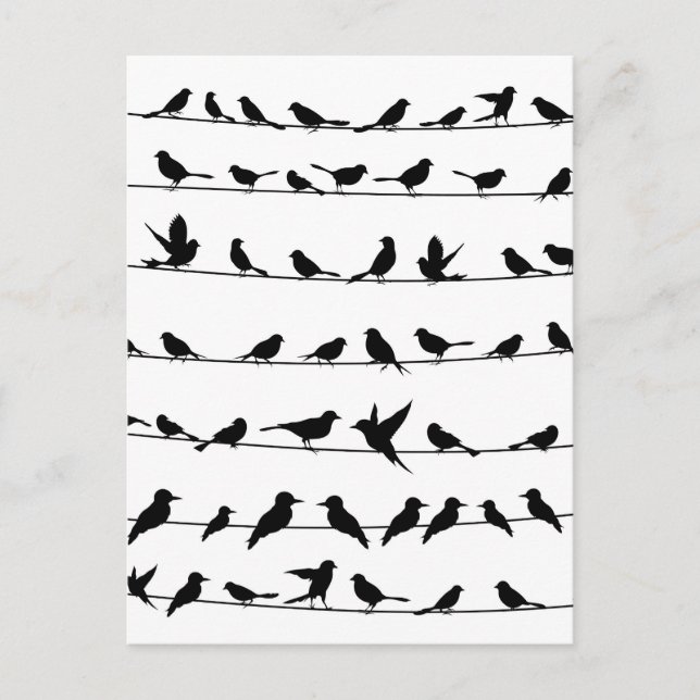 Bird on a wire4 postcard (Front)