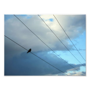 Bird on a wire photo print