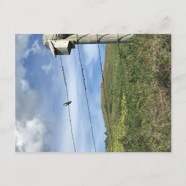 Bird on barbwire Bear Paw Mountains Postcard (Front)