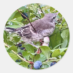 Bird on Blueberry Branch Sticker