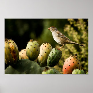 Bird On Cactus Poster
