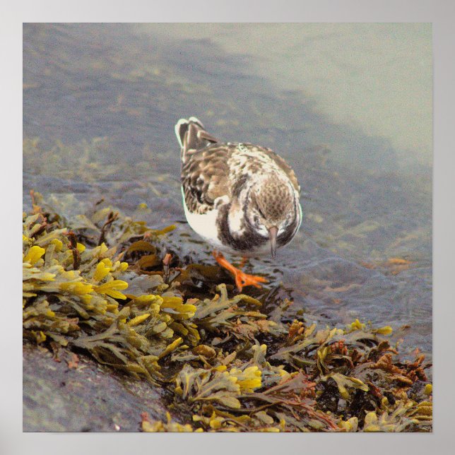 Bird on Rock Photo Poster (Front)