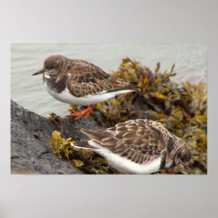 Bird on Rock Photo Poster